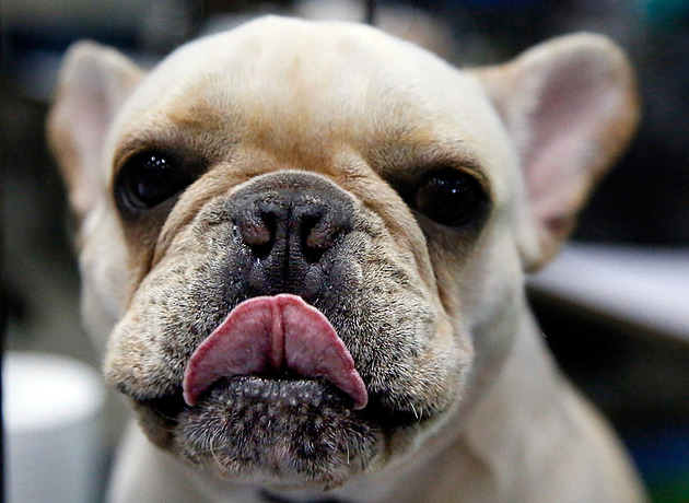 Když vzhled zabíjí. Seznam psích plemen, pro která je dýchání stálým bojem
