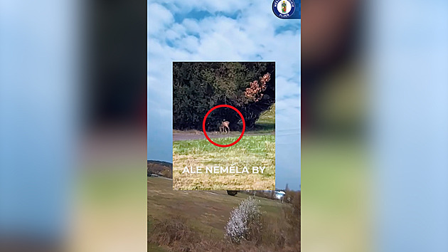 U Jateční se pase klokan, tvrdil muž. Nakonec se z něj vyklubalo jiné zvíře